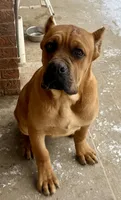 Frisky, a male Cane Corso for sale in Longmont, CO – Photo 3 of 9