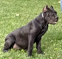 Ula, a female Cane Corso for sale in Longmont, CO – 5 of 10