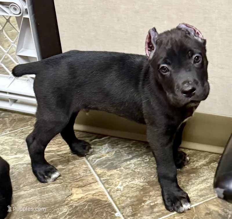 Uzi – Cane Corso puppy for sale in Longmont, CO