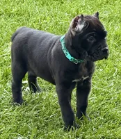 Hope, a female Cane Corso for sale in Longmont, CO – 5 of 10
