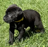 Hazel, a female Cane Corso for sale in Longmont, CO – 9 of 10