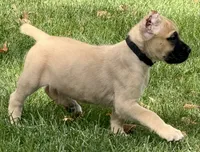 Vic, a male Cane Corso for sale in Longmont, CO – 3 of 10