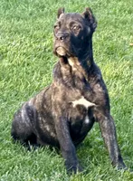 Grazie, a male Cane Corso for sale in Longmont, CO – 10 of 10