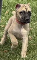 Venus, a female Cane Corso for sale in Longmont, CO – 7 of 10