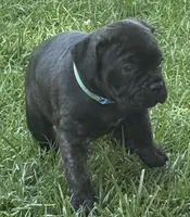 Maple, a female Cane Corso for sale in Longmont, CO – 7 of 10