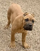 Frank, a male Cane Corso for sale in Longmont, CO – 2 of 10