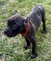 Maybel, a female Cane Corso for sale in Longmont, CO – 7 of 10