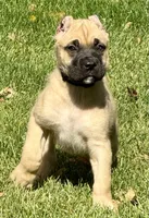 Vic, a male Cane Corso for sale in Longmont, CO – 7 of 10