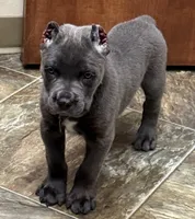 Neptune, a male Cane Corso for sale in Longmont, CO – 5 of 10