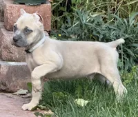 Vito, a male Cane Corso for sale in Longmont, CO – 5 of 10