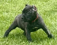 Grazie, a male Cane Corso for sale in Longmont, CO – 2 of 6