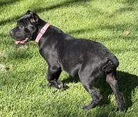 Harlow, a female Cane Corso for sale in Longmont, CO – 6 of 10