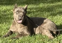 Mica, a female Cane Corso for sale in Longmont, CO – 10 of 10