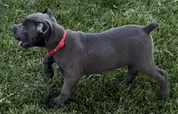 Niomi, a female Cane Corso for sale in Longmont, CO – 9 of 10