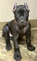 Ultra, a female Cane Corso for sale in Longmont, CO – 7 of 9