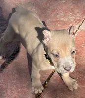 Violet, a female Cane Corso for sale in Longmont, CO – 6 of 10