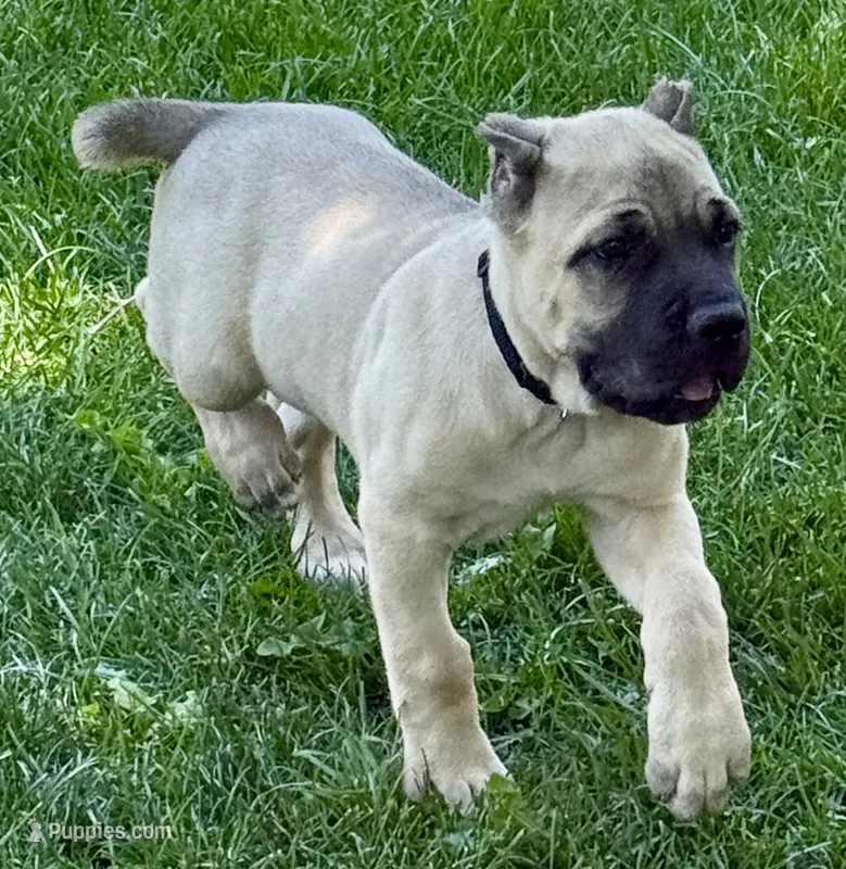 Hunter – Cane Corso puppy for sale in Longmont, CO