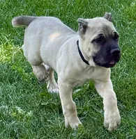 Hunter, a male Cane Corso for sale in Longmont, CO – 1 of 10
