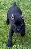 Usher, a male Cane Corso for sale in Longmont, CO – 2 of 8