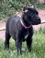 Monarch, a female Cane Corso for sale in Longmont, CO – 4 of 10