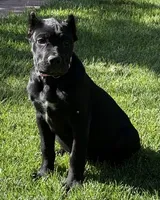 Harlow, a female Cane Corso for sale in Longmont, CO – 5 of 10