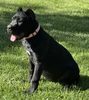 Harlow, a female Cane Corso for sale in Longmont, CO – 10 of 10