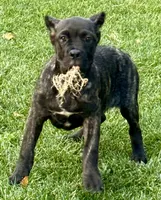 Grazie, a female Cane Corso for sale in Longmont, CO – 3 of 10