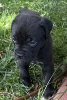 Hope, a female Cane Corso for sale in Longmont, CO – 6 of 10