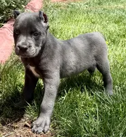 Neptune, a male Cane Corso for sale in Longmont, CO – 10 of 10