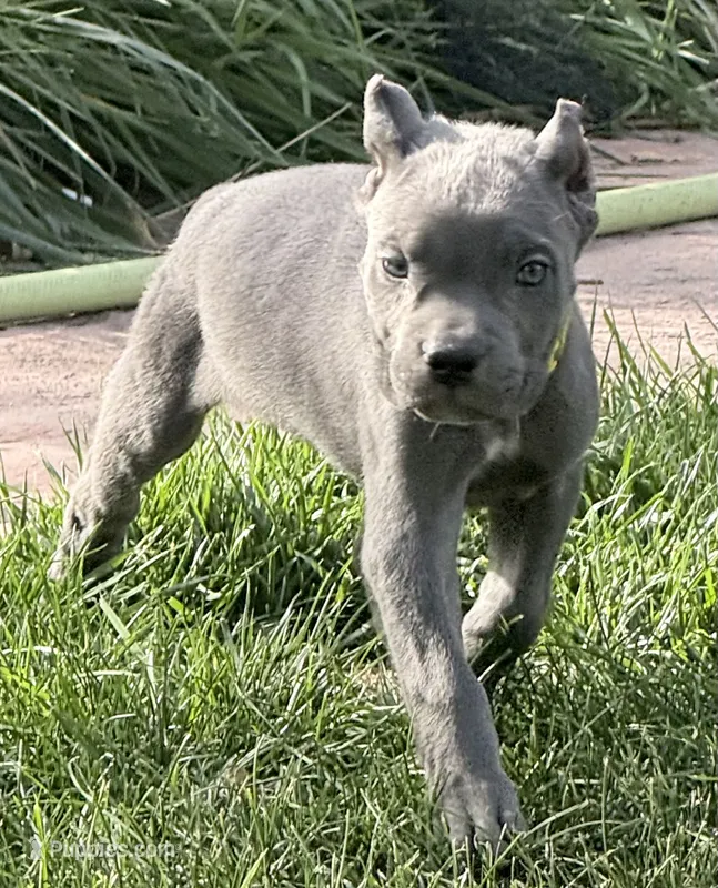 Muffin – Cane Corso puppy for sale in Longmont, CO