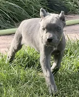Muffin, a female Cane Corso for sale in Longmont, CO – 1 of 10