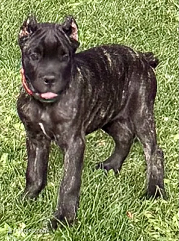 Maybel – Cane Corso puppy for sale in Longmont, CO