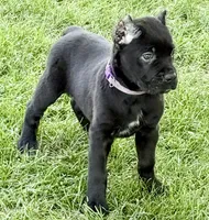 Harper, a female Cane Corso for sale in Longmont, CO – 7 of 10