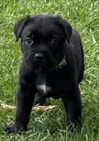 Hagrid, a male Cane Corso for sale in Longmont, CO – 5 of 9