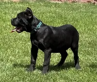 Hannah, a female Cane Corso for sale in Longmont, CO – 4 of 10