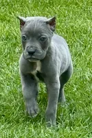 Groot, a male Cane Corso for sale in Longmont, CO – 6 of 6