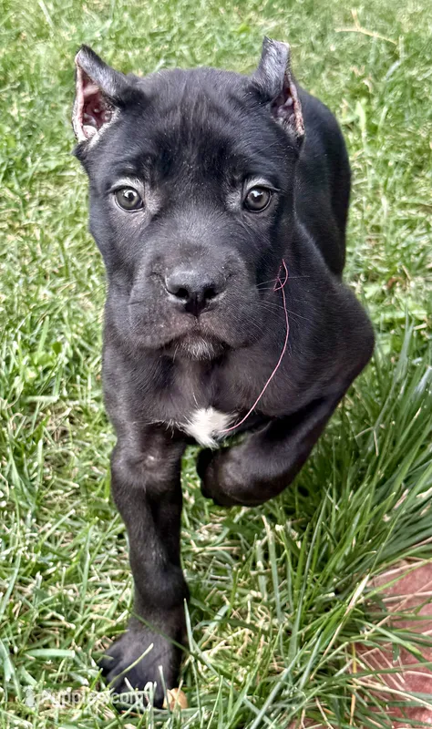 Monarch – Cane Corso puppy for sale in Longmont, CO