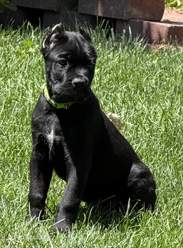 Hagrid – Cane Corso puppy for sale in Longmont, CO