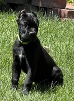 Hagrid, a male Cane Corso for sale in Longmont, CO – 1 of 10