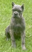Mica, a female Cane Corso for sale in Longmont, CO – 8 of 10
