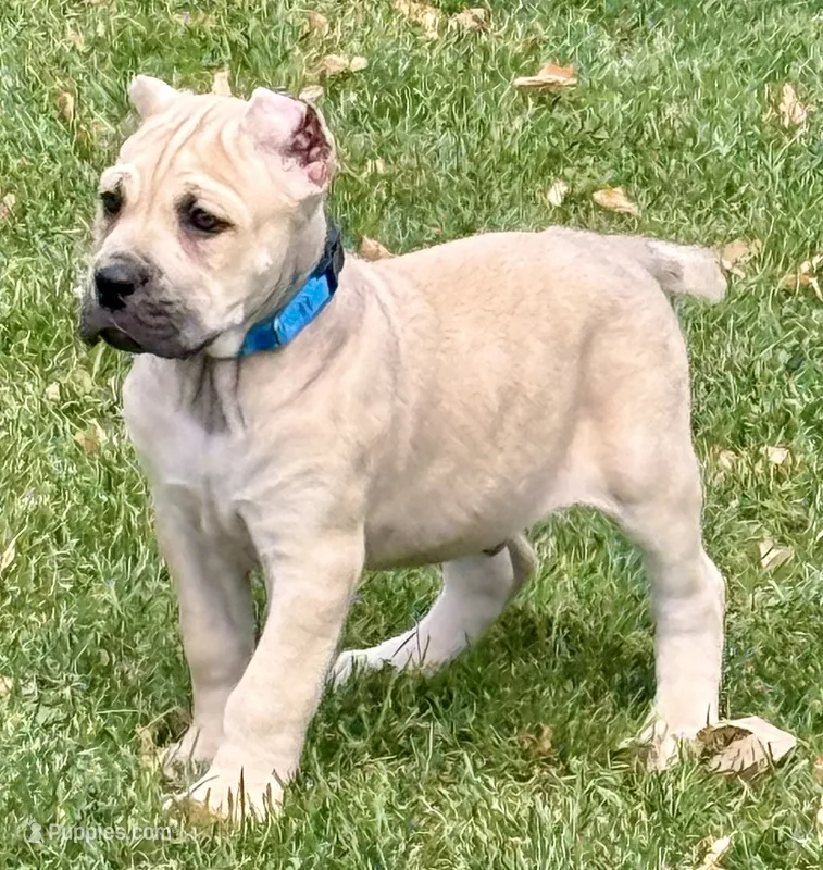Von – Cane Corso puppy for sale in Longmont, CO