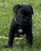 Hagrid, a male Cane Corso for sale in Longmont, CO – 4 of 9