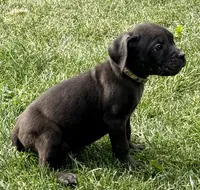 Minnie, a female Cane Corso for sale in Longmont, CO – 8 of 10
