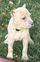 Violet, a female Cane Corso for sale in Longmont, CO – 3 of 10