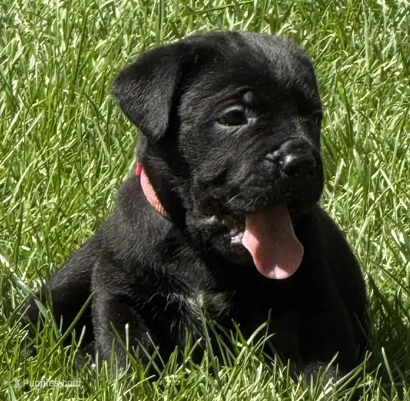 Harlow – Cane Corso puppy for sale in Longmont, CO