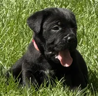Harlow, a female Cane Corso for sale in Longmont, CO – 1 of 9