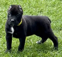 Hazel, a female Cane Corso for sale in Longmont, CO – 8 of 10