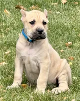 Von, a male Cane Corso for sale in Longmont, CO – 5 of 10