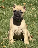 Vaper, a male Cane Corso for sale in Longmont, CO – 6 of 10