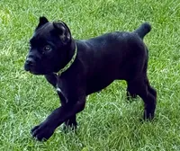 Hagrid, a male Cane Corso for sale in Longmont, CO – 10 of 10
